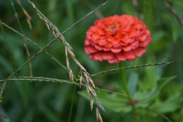 Foto close-up van een rode bloem