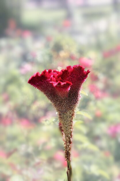 Foto close-up van een rode bloem