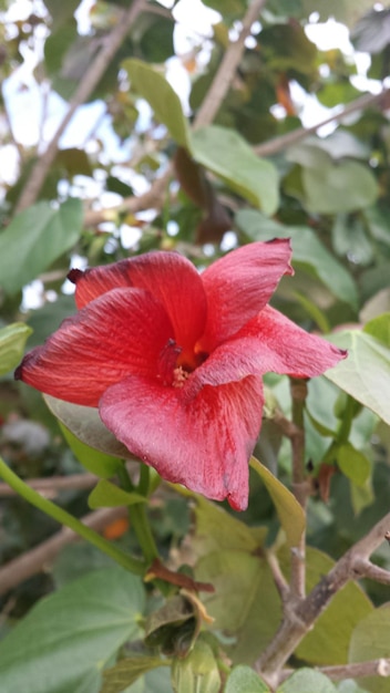 Foto close-up van een rode bloem