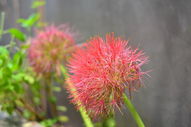 Foto close-up van een rode bloem