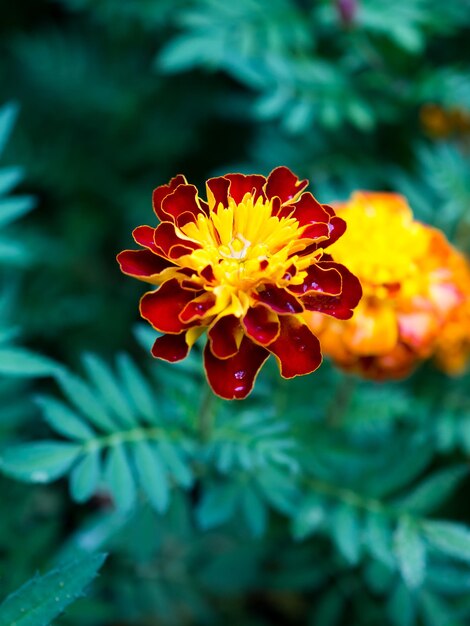 Foto close-up van een rode bloem