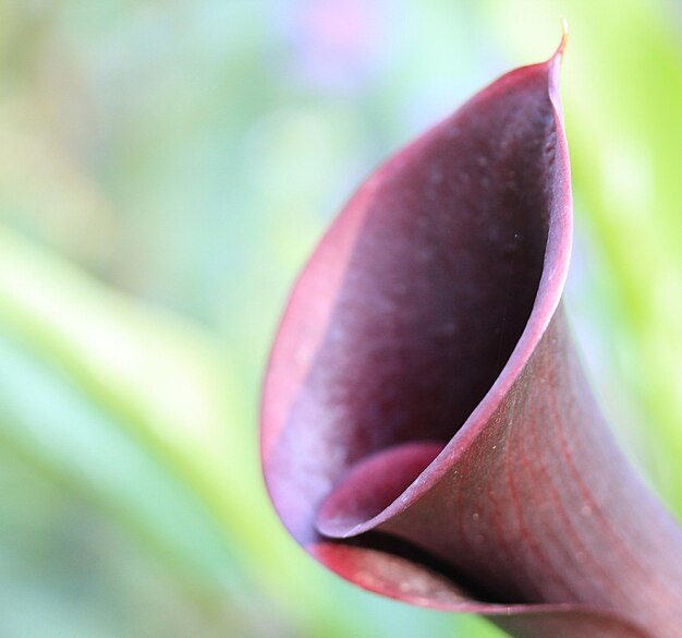 Foto close-up van een rode bloem