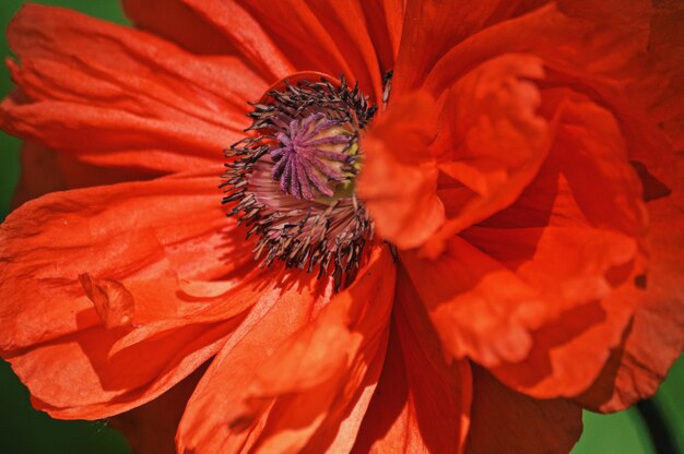 Foto close-up van een rode bloem