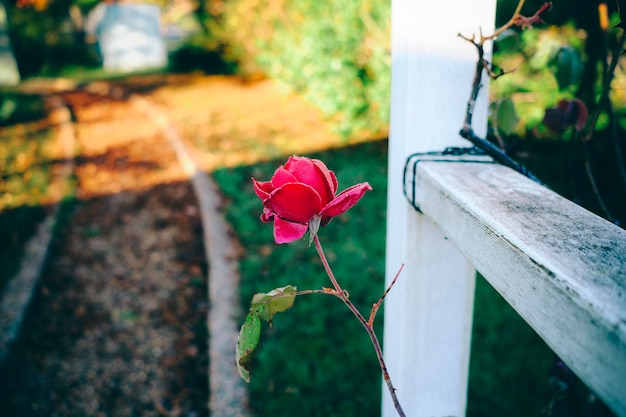 Foto close-up van een rode bloem