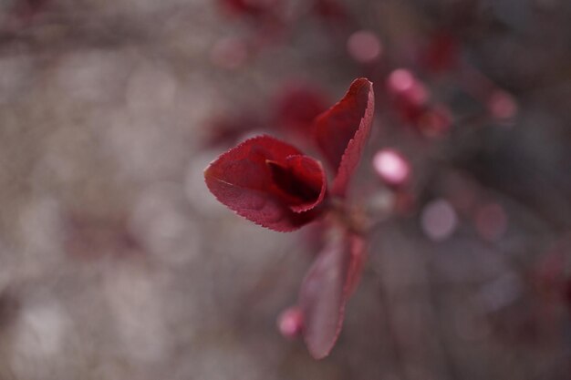 Foto close-up van een rode bloem