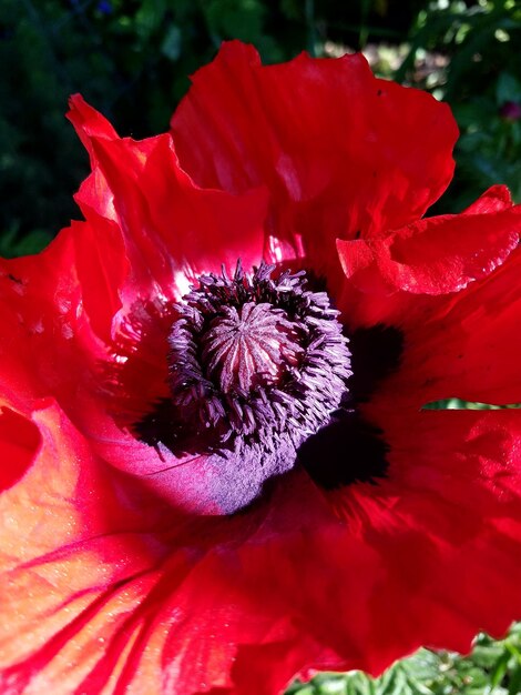 Close-up van een rode bloem