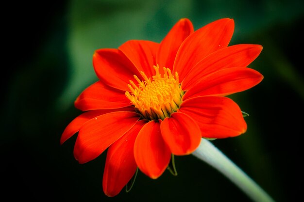 Foto close-up van een rode bloem