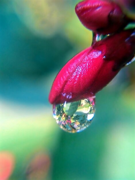 Foto close-up van een rode bloem