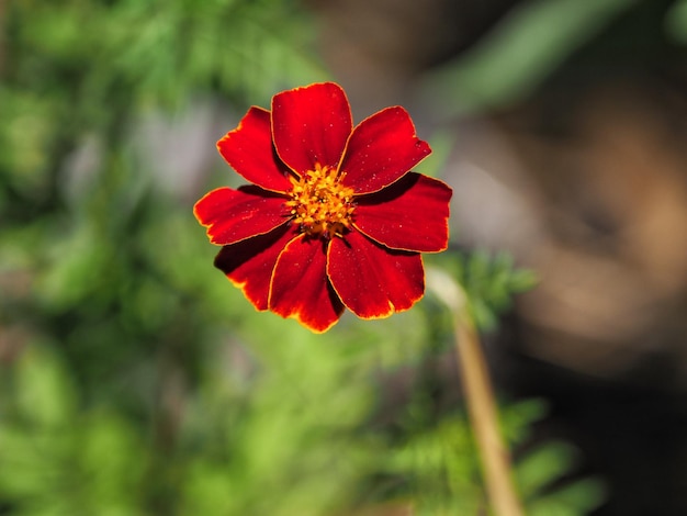 Close-up van een rode bloem