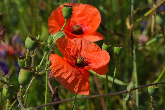 Foto close-up van een rode bloem