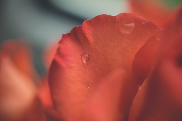 Foto close-up van een rode bloem