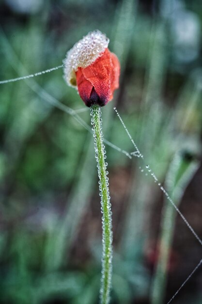 Foto close-up van een rode bloemknop