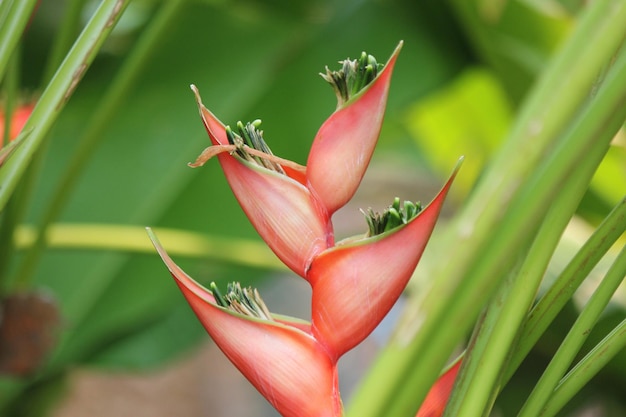 Foto close-up van een rode bloemknop