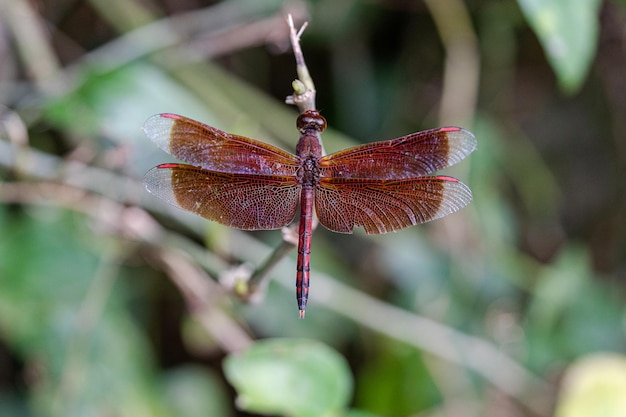 Close-up van een rode draakvlieg die horizontaal op een tak in Bali, Indonesië, zit