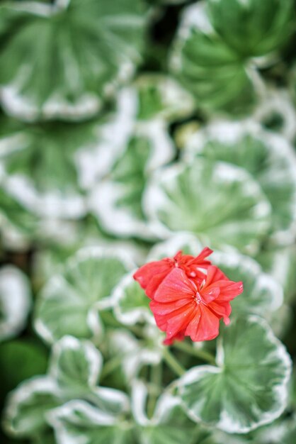 Close-up van een rode hibiscus die buiten bloeit