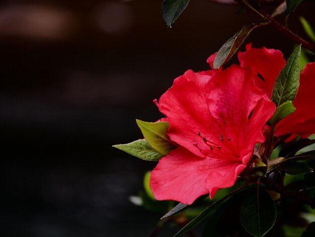 Foto close-up van een rode hibiscus die buiten bloeit