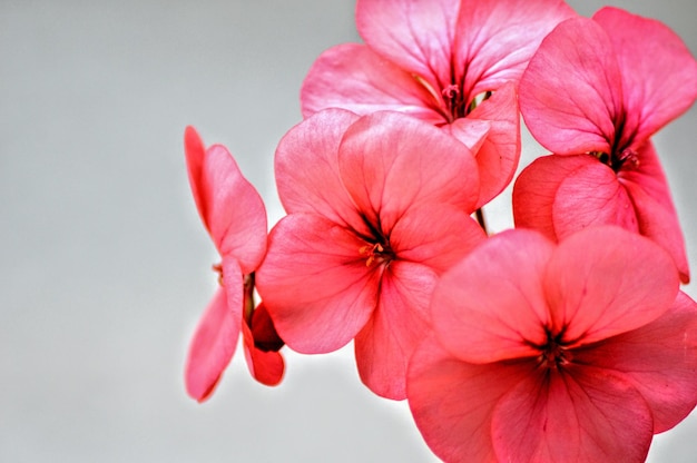 Foto close-up van een rode hibiscus die buiten bloeit