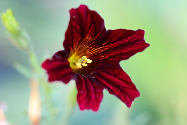 Close-up van een rode hibiscusbloem