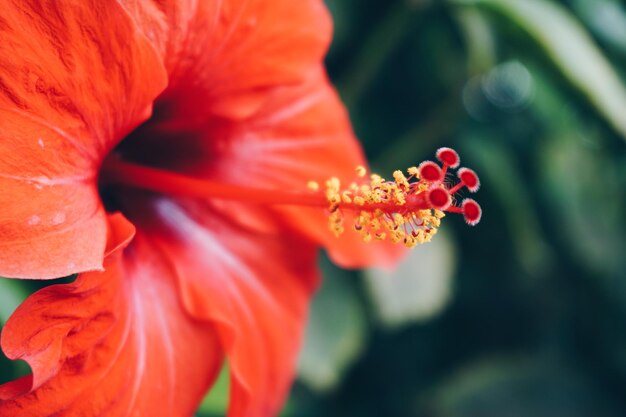 Foto close-up van een rode hibiscusbloem