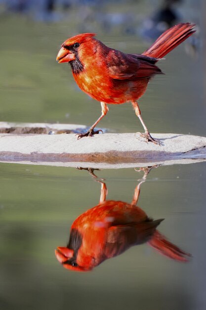 Foto close-up van een rode kardinaalvogel en reflectie