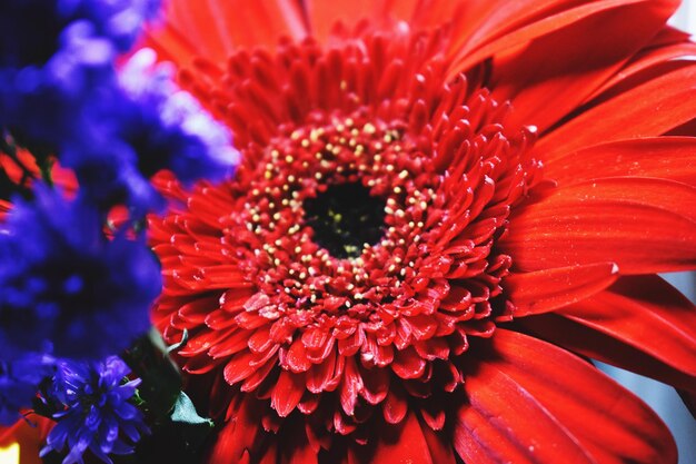 Foto close-up van een rode madeliefjesbloem