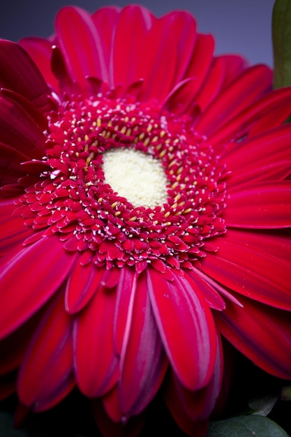Foto close-up van een rode madeliefjesbloem