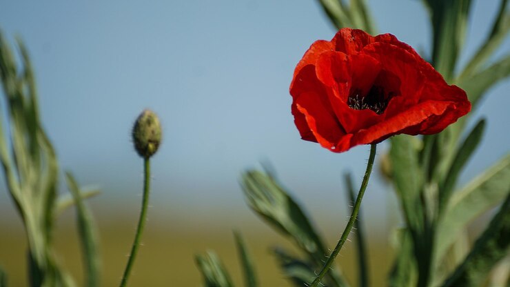 Foto close-up van een rode papaverbloem op het veld