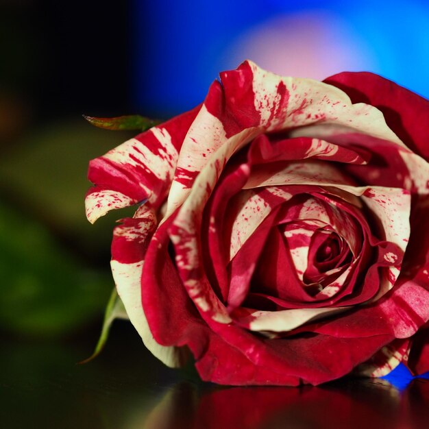 Foto close-up van een rode roos die buiten bloeit