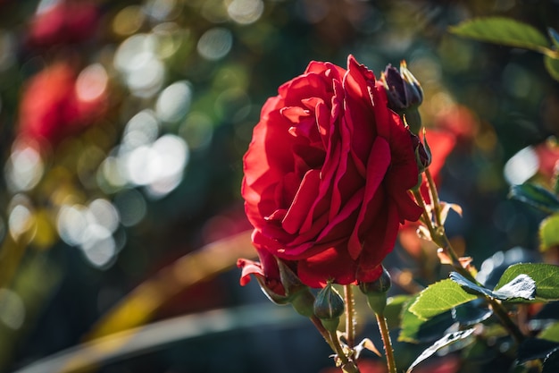 Close-up van een rode roos in bloei