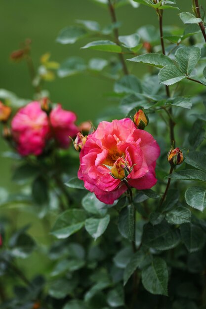 Foto close-up van een rode roos in een botanische tuin