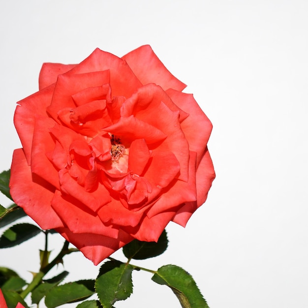Close-up van een rode roos op witte achtergrond