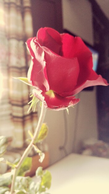 Foto close-up van een rode roos tegen een wazige achtergrond