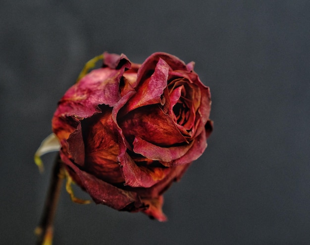 Close-up van een rode roos tegen een zwarte achtergrond