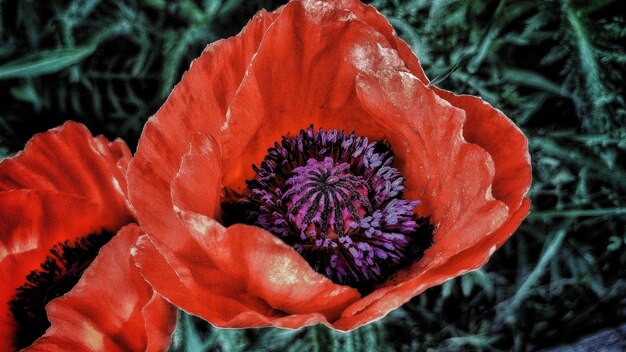 Foto close-up van een rode roosbloem