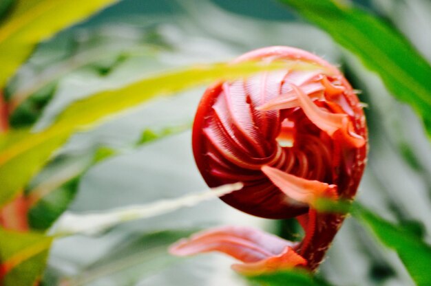 Foto close-up van een rode roosbloem