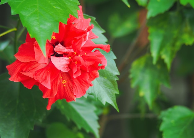 Close-up van een rode roosbloem