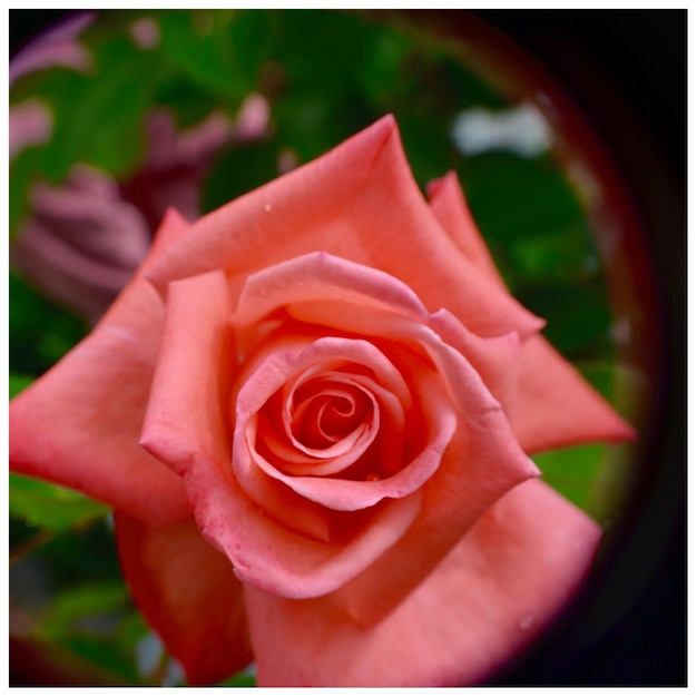 Foto close-up van een rode roosbloem