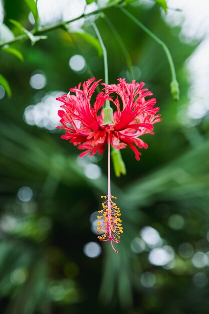 Foto close-up van een rode roosbloem