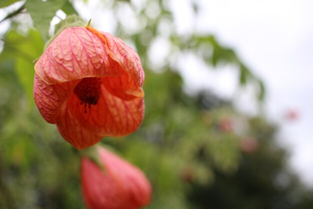 Foto close-up van een rode roosbloem