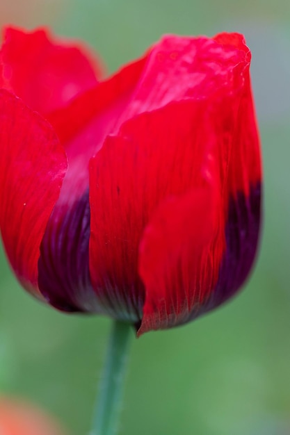 Close-up van een rode roosbloem