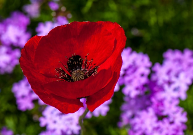 Foto close-up van een rode rozenbloem in het park