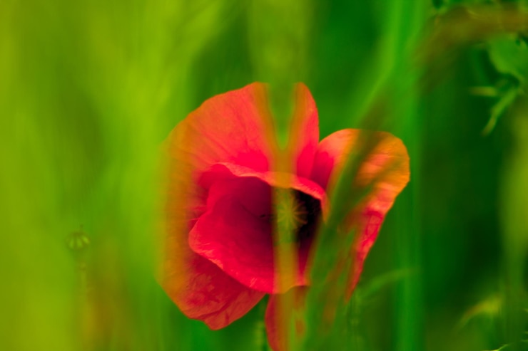 Foto close-up van een rode rozenbloem