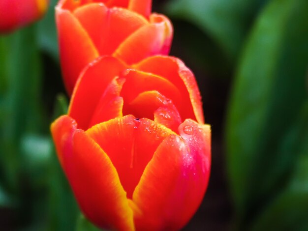 Foto close-up van een rode tulp