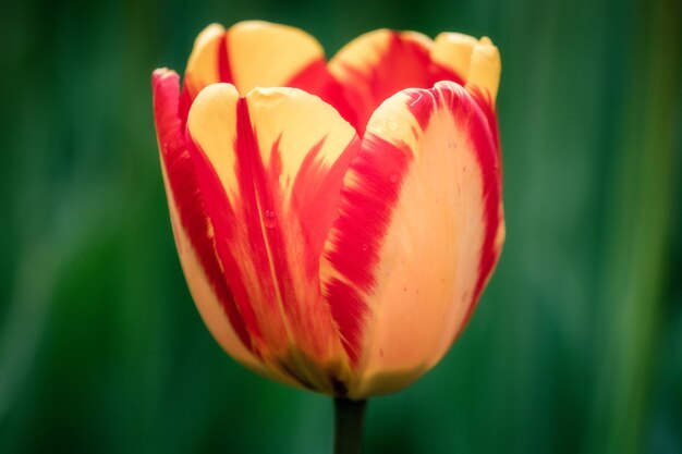 Foto close-up van een rode tulp