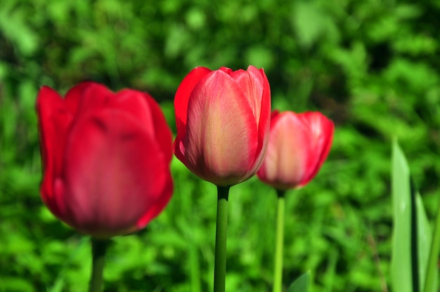 Close-up van een rode tulp