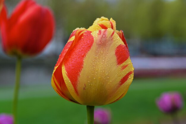 Foto close-up van een rode tulp