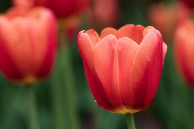 Close-up van een rode tulp