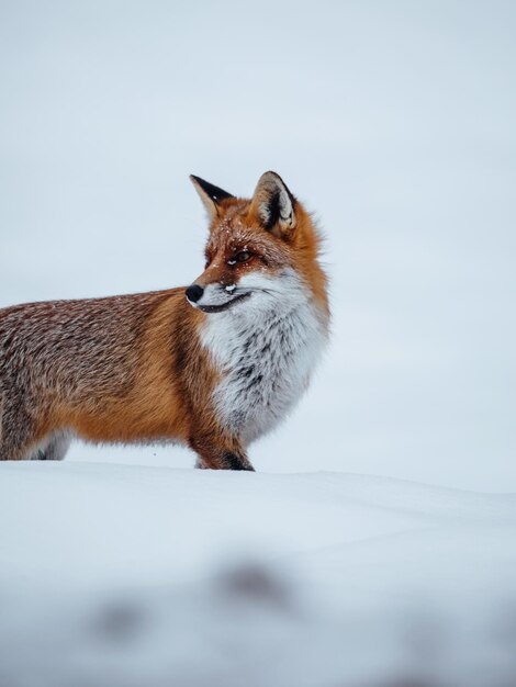 Foto close-up van een rode vos op een witte achtergrond in de wildernis in het winterseizoen