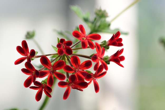 Close-up van een rood bloeiende plant