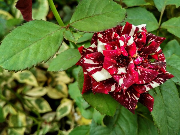 Foto close-up van een rood bloeiende plant